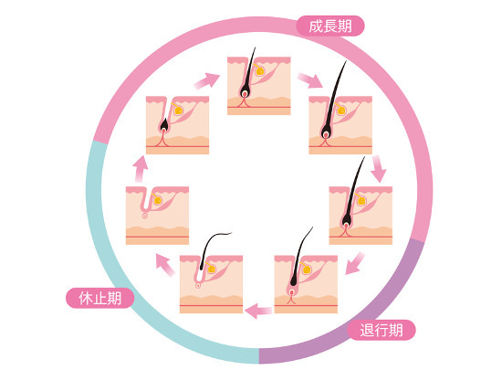 毛周期2.jpg